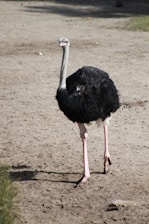 A large ostrich stands on sandy ground, showcasing its long neck and legs. The bird's body is covered in black feathers, while its neck and legs are pale.