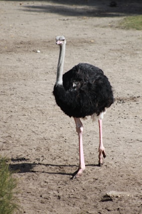 A large ostrich stands on sandy ground, showcasing its long neck and legs. The bird's body is covered in black feathers, while its neck and legs are pale.