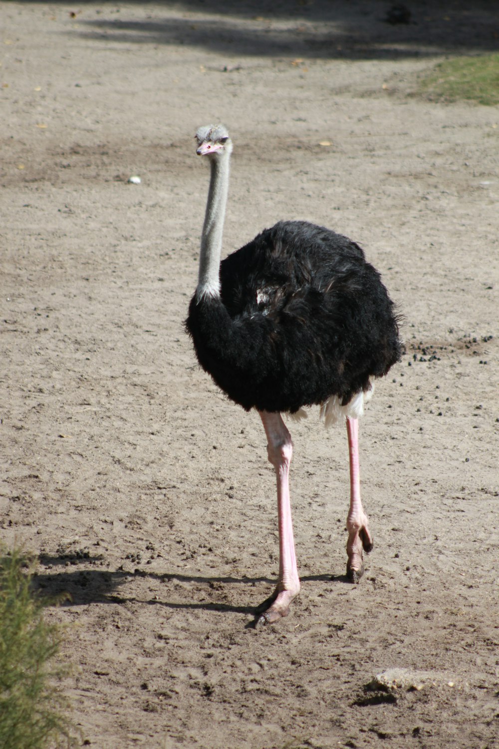 an ostrich is standing in the dirt