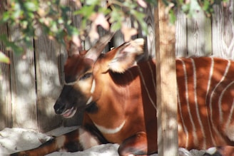 A bongo antelope reclines on the ground, partially shaded by leaves and wooden fencing. The animal has distinctive white stripes across its reddish-brown coat and prominent horns.