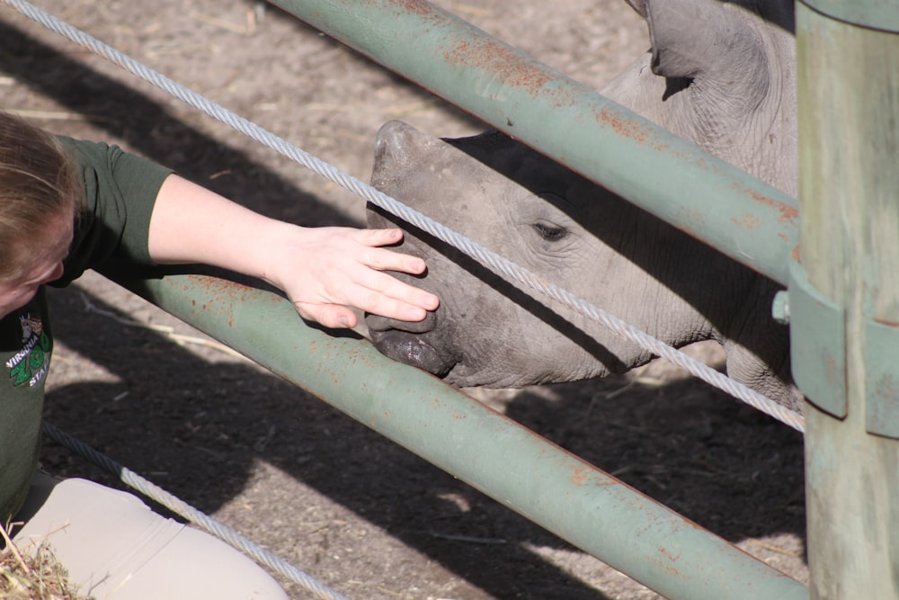 a woman is petting a baby elephant through a fence