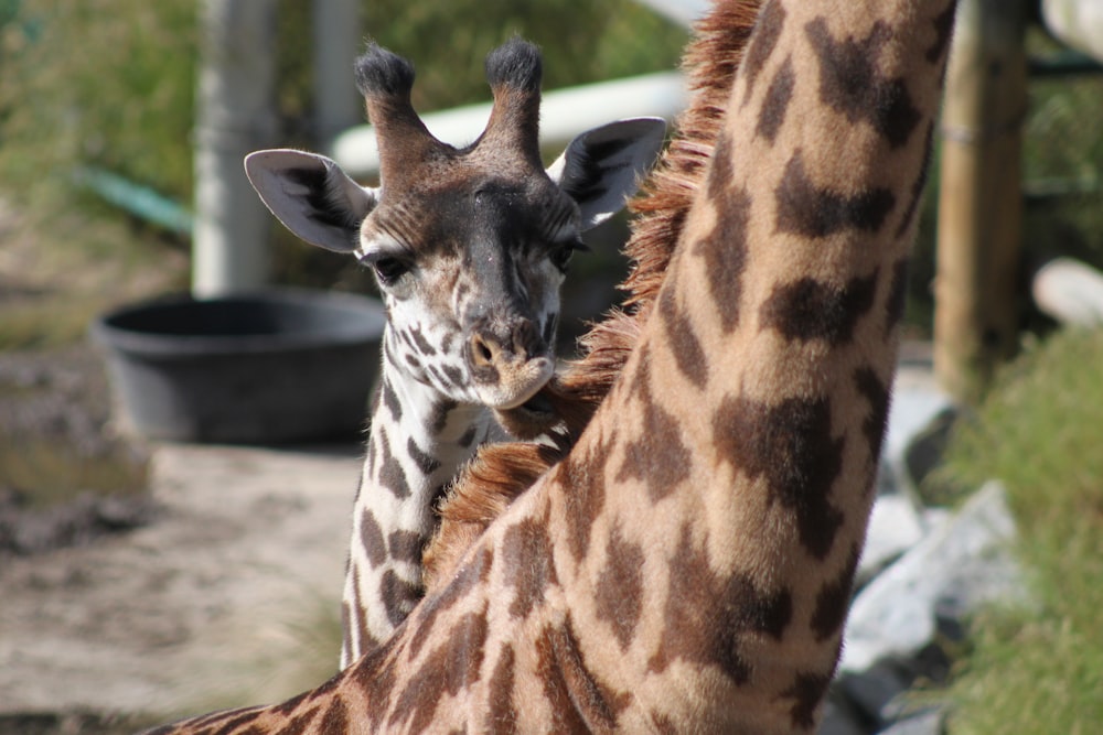 a couple of giraffe standing next to each other