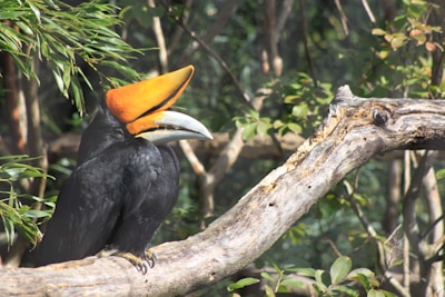 A large bird with a striking orange and yellow beak sits perched on a thick, textured branch in a lush, green forest setting. The bird's body is covered in sleek black feathers.