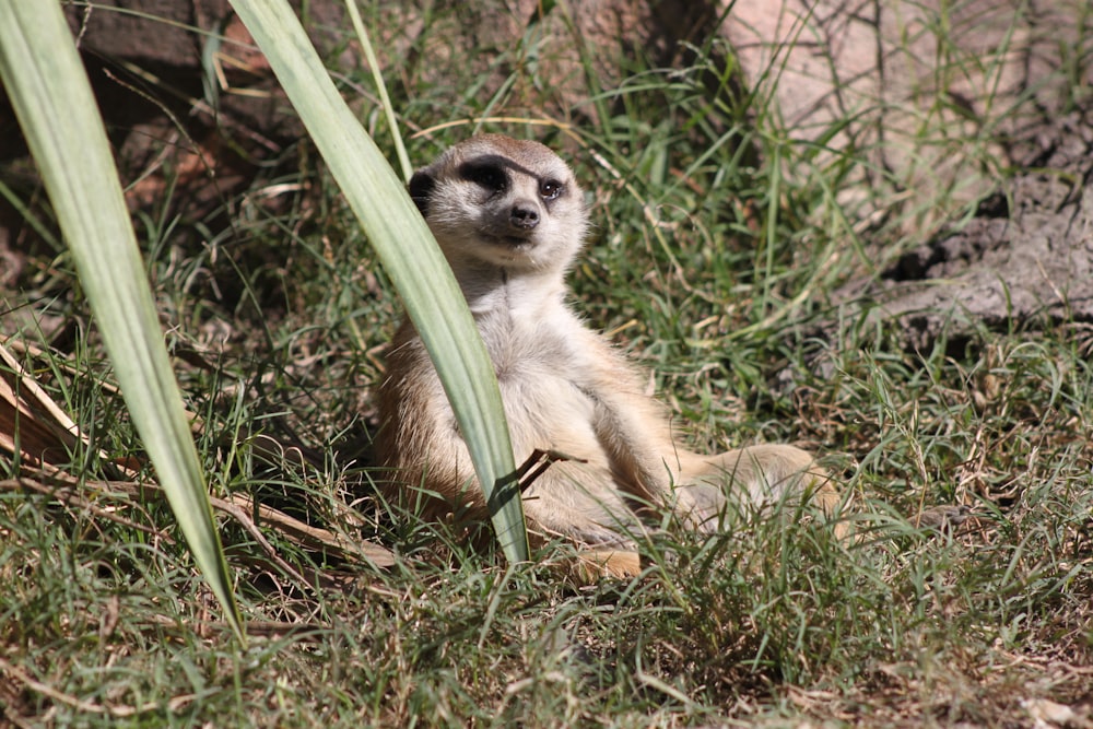 a small meerkat sitting in the grass