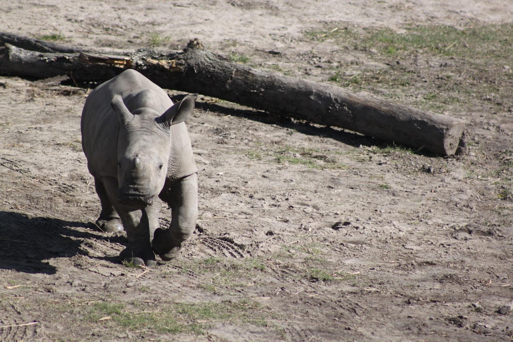 a rhinoceros walking in the dirt near a fallen tree