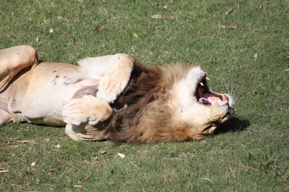 a lion rolling around in the grass with its mouth open