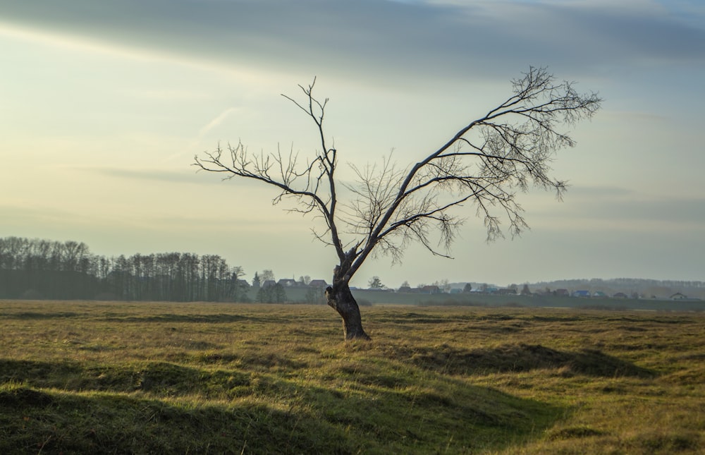 a bare tree in a grassy field with a sky background