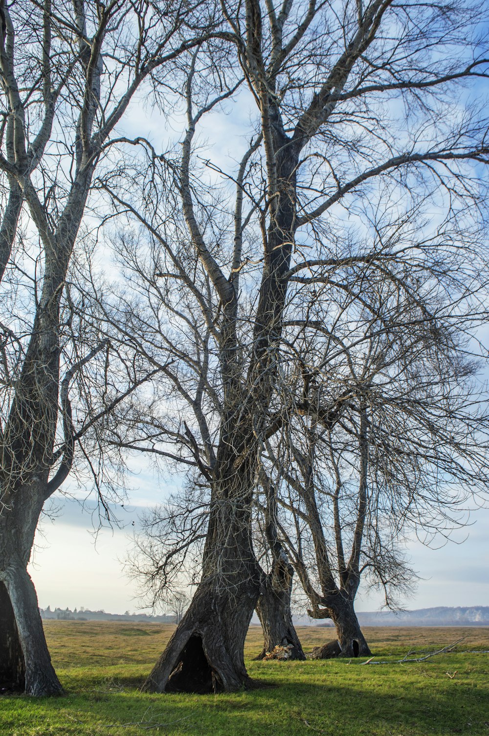 a couple of trees that are standing in the grass