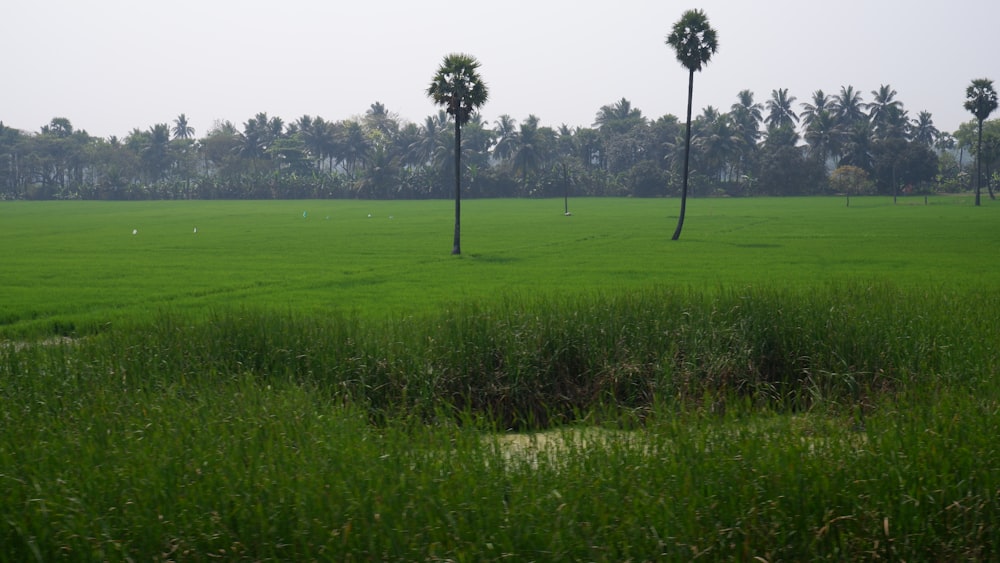 a green field with palm trees in the distance