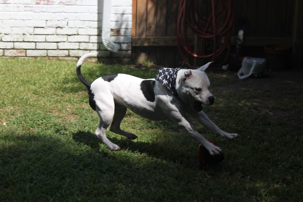 a dog is playing with a toy in the yard