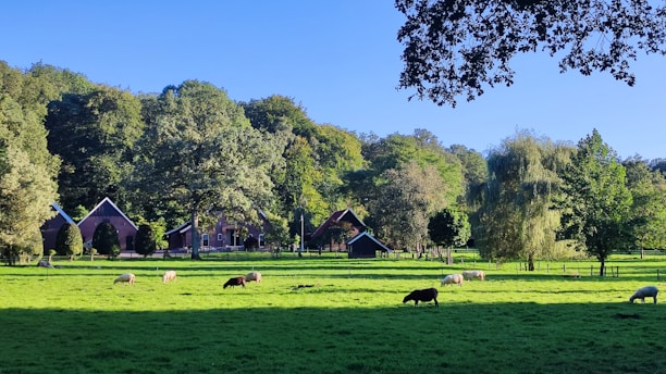 A serene landscape with lush green grass and several sheep grazing in an open field. The background features brick farmhouses nestled amongst dense, leafy trees. The sky overhead is clear and blue, casting shadows from the trees onto the grass.
