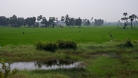 a green field with trees in the background