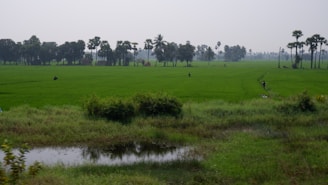 A vast and lush green field stretches towards the horizon, dotted with a few palm trees. In the foreground, a small body of water reflects the surroundings. The field is bordered by a line of dense trees in the distance. A few people can be seen working in the field, suggesting agricultural activity.