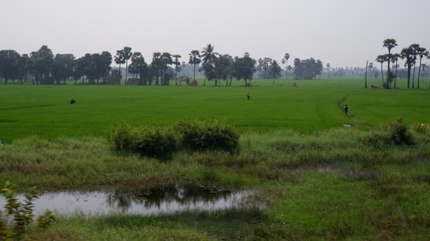 A vast and lush green field stretches towards the horizon, dotted with a few palm trees. In the foreground, a small body of water reflects the surroundings. The field is bordered by a line of dense trees in the distance. A few people can be seen working in the field, suggesting agricultural activity.