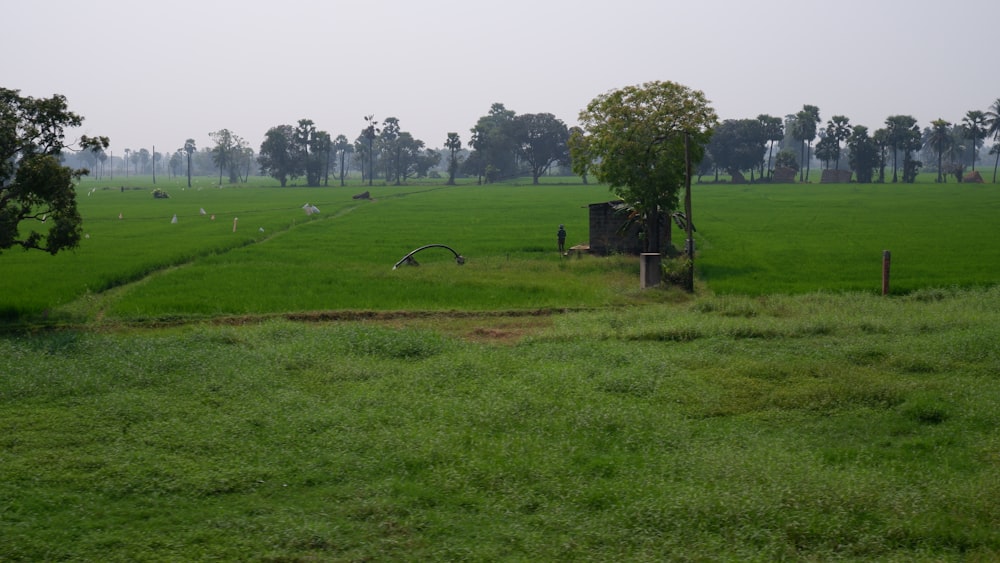 a green field with trees in the distance