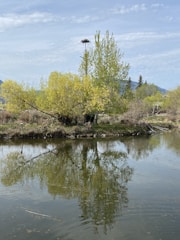 A serene nature scene with a peaceful nest among trees, symbolizing healing and growth.
