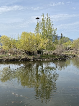 A serene nature scene with a peaceful nest among trees, symbolizing healing and growth.