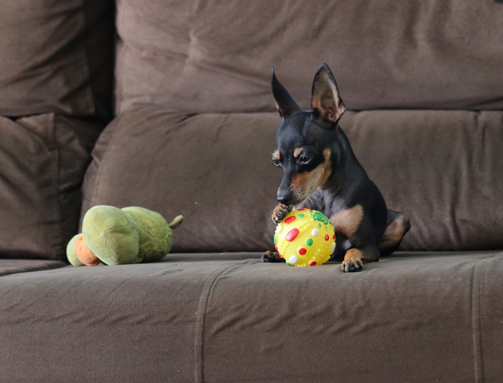 a small dog playing with a toy on a couch