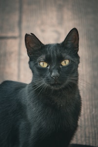 A black cat with striking yellow eyes sits attentively on a wooden surface. The fur is sleek and shiny, and the background consists of textured wooden planks.