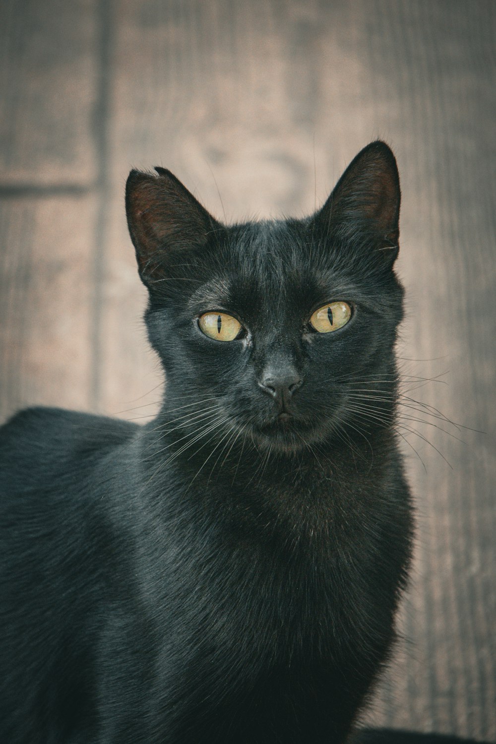 a black cat sitting on top of a wooden floor