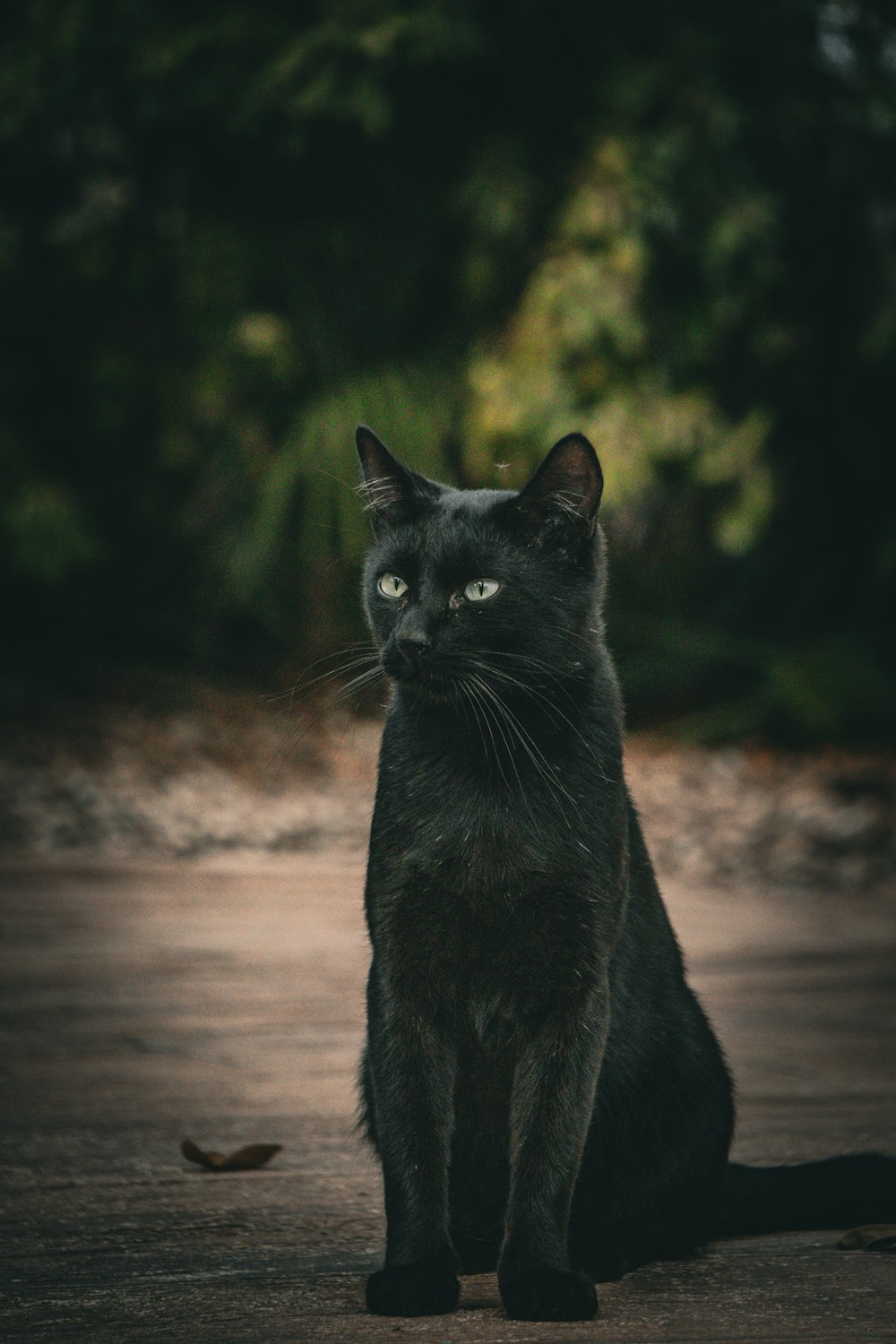 a black cat sitting in the middle of a road