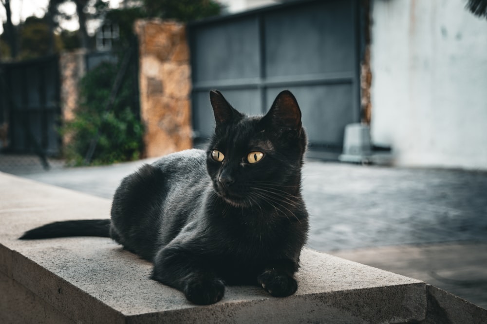 a black cat sitting on top of a cement block