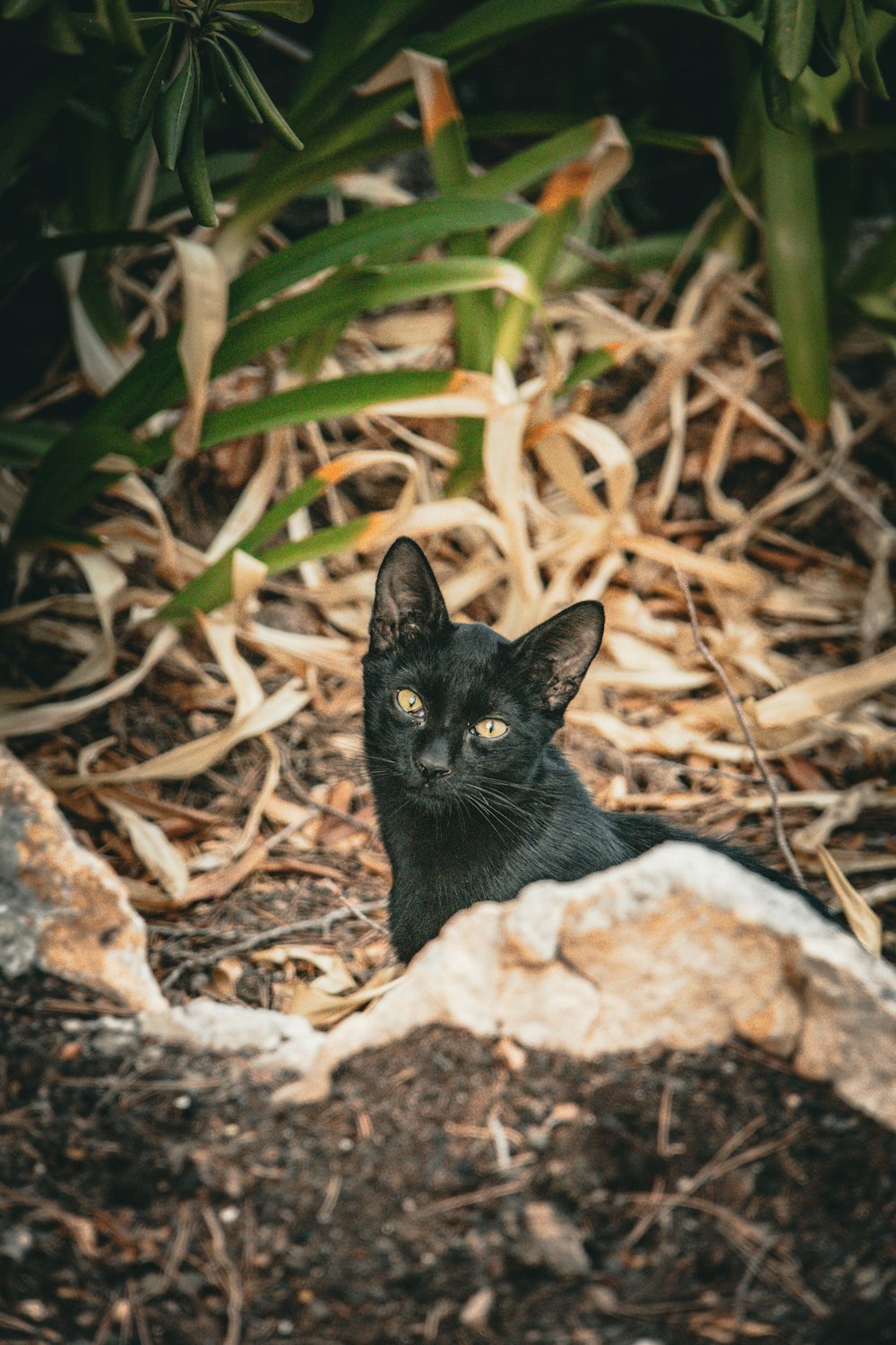Un chat noir est assis dans la terre