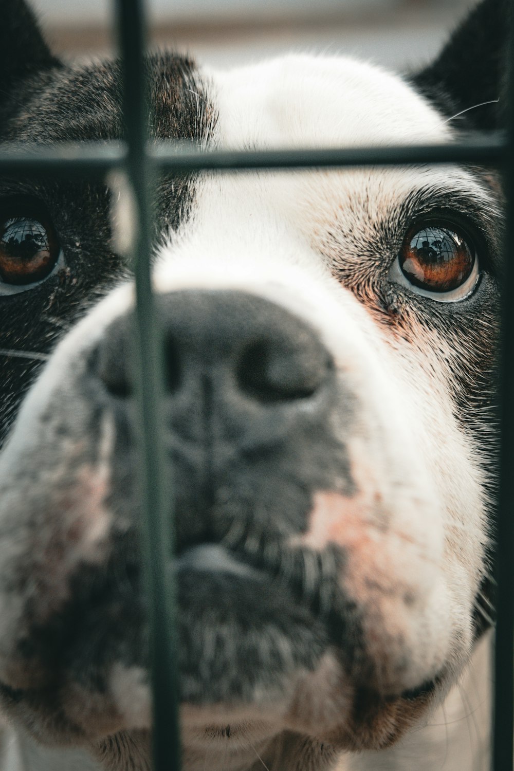 a close up of a dog behind a fence