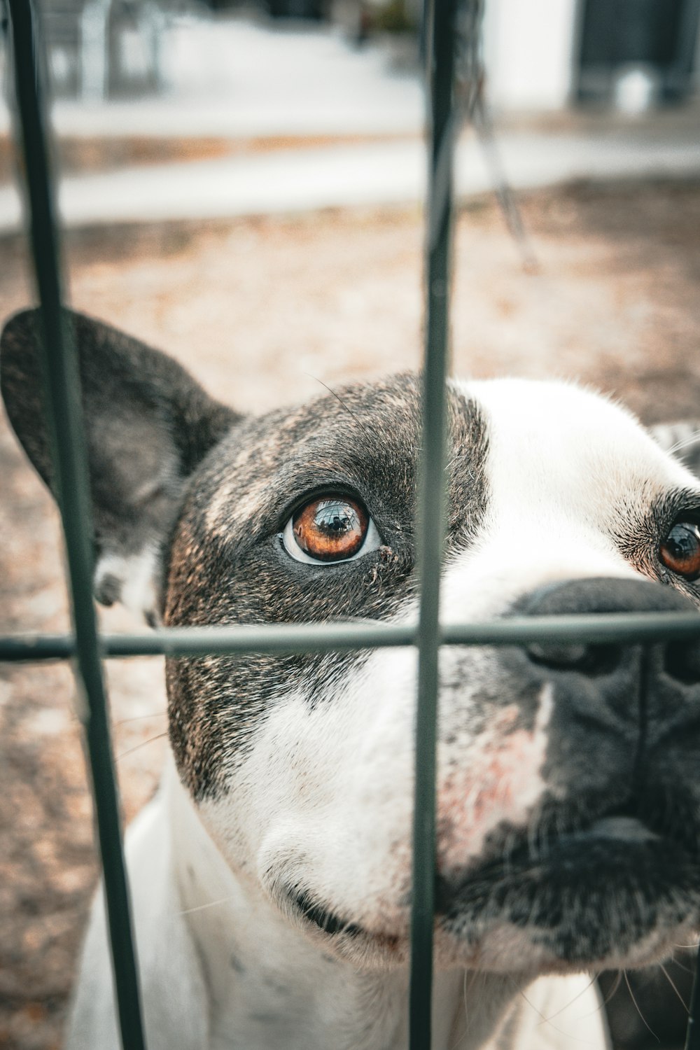 a close up of a dog behind a fence