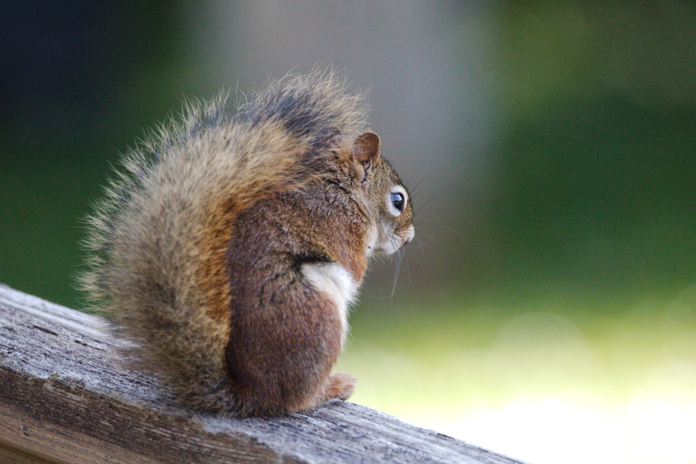 a squirrel is sitting on a wooden bench