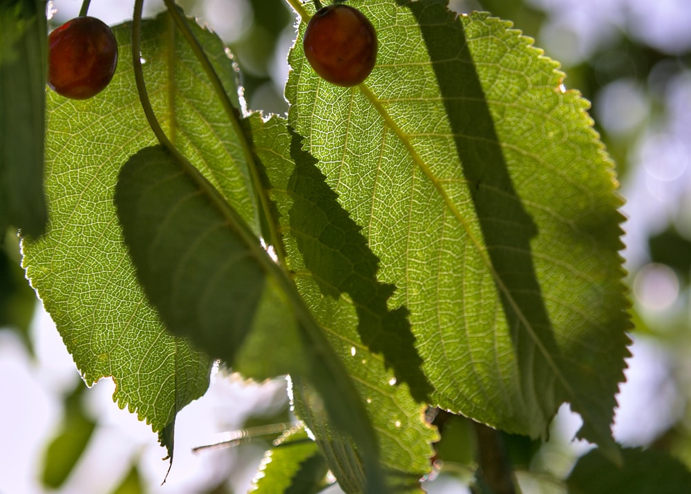 a close up of a green leaf with red fruit on it