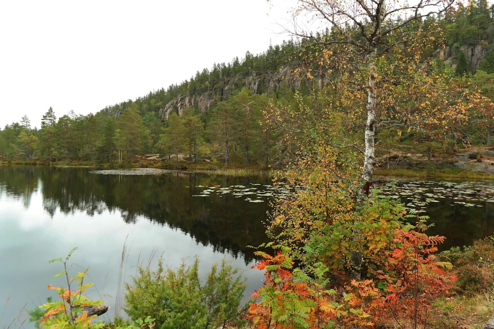 a lake surrounded by a forest filled with lots of trees