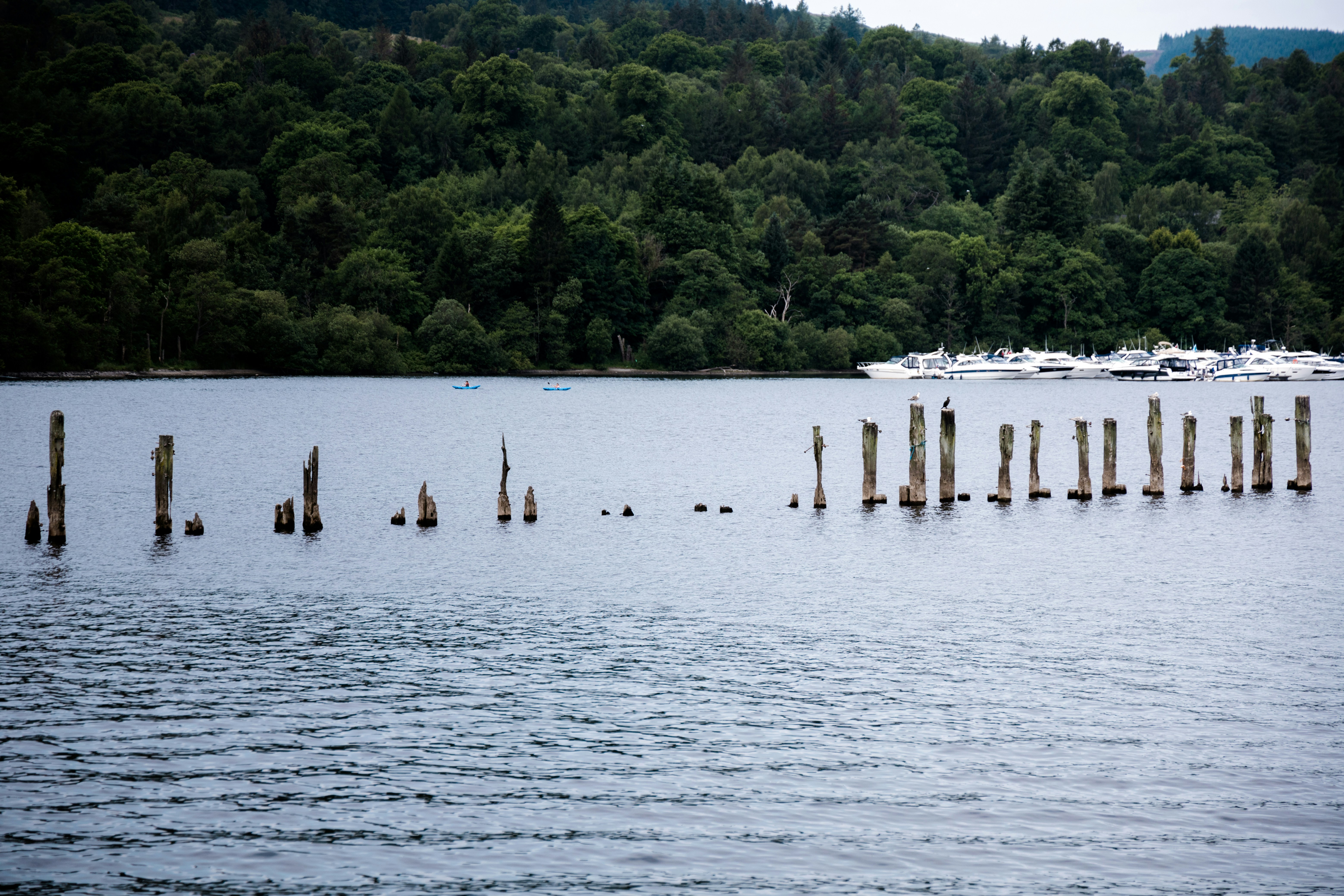 a body of water with a bunch of poles sticking out of it