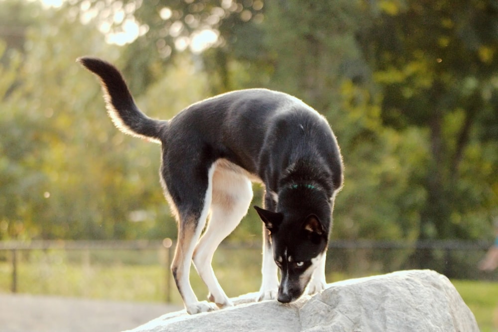 a black and white dog standing on top of a rock