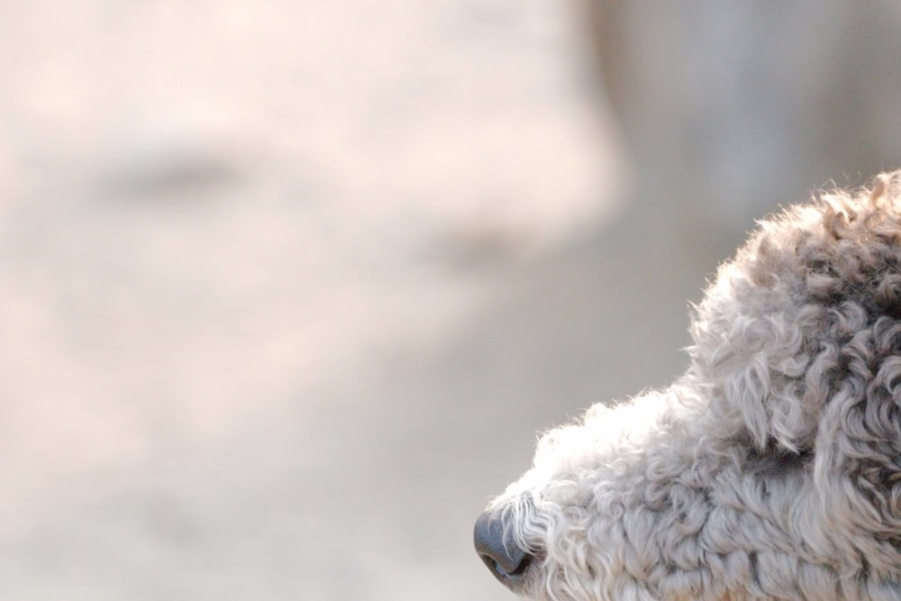 Un primo piano della testa di un cane con uno sfondo sfocato