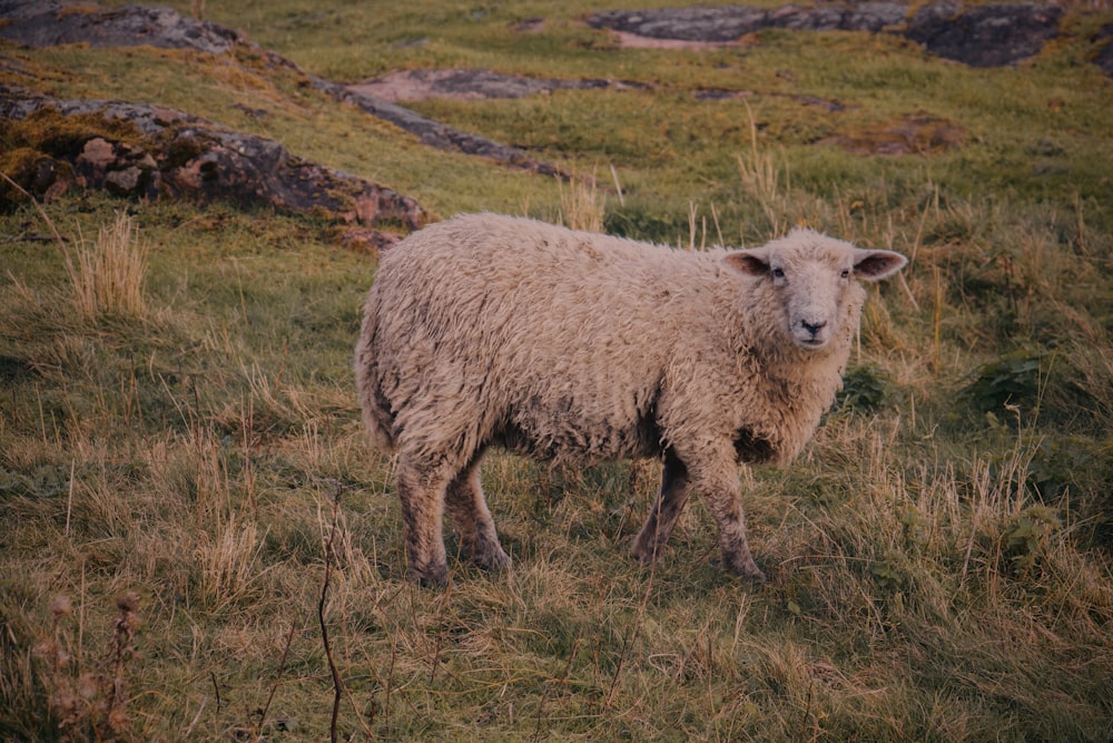 a sheep is standing in a grassy field