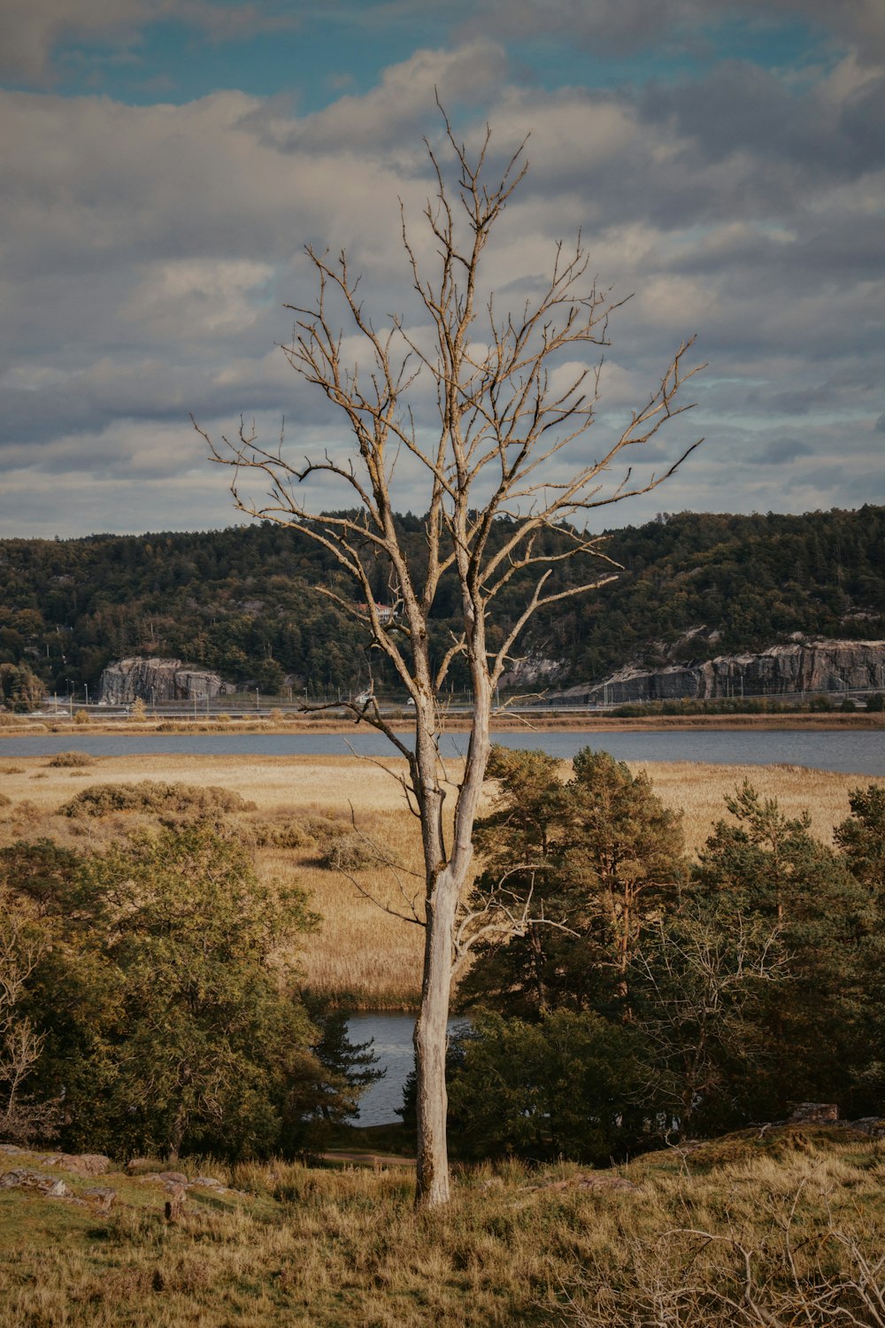 a bare tree in a field with a body of water in the background
