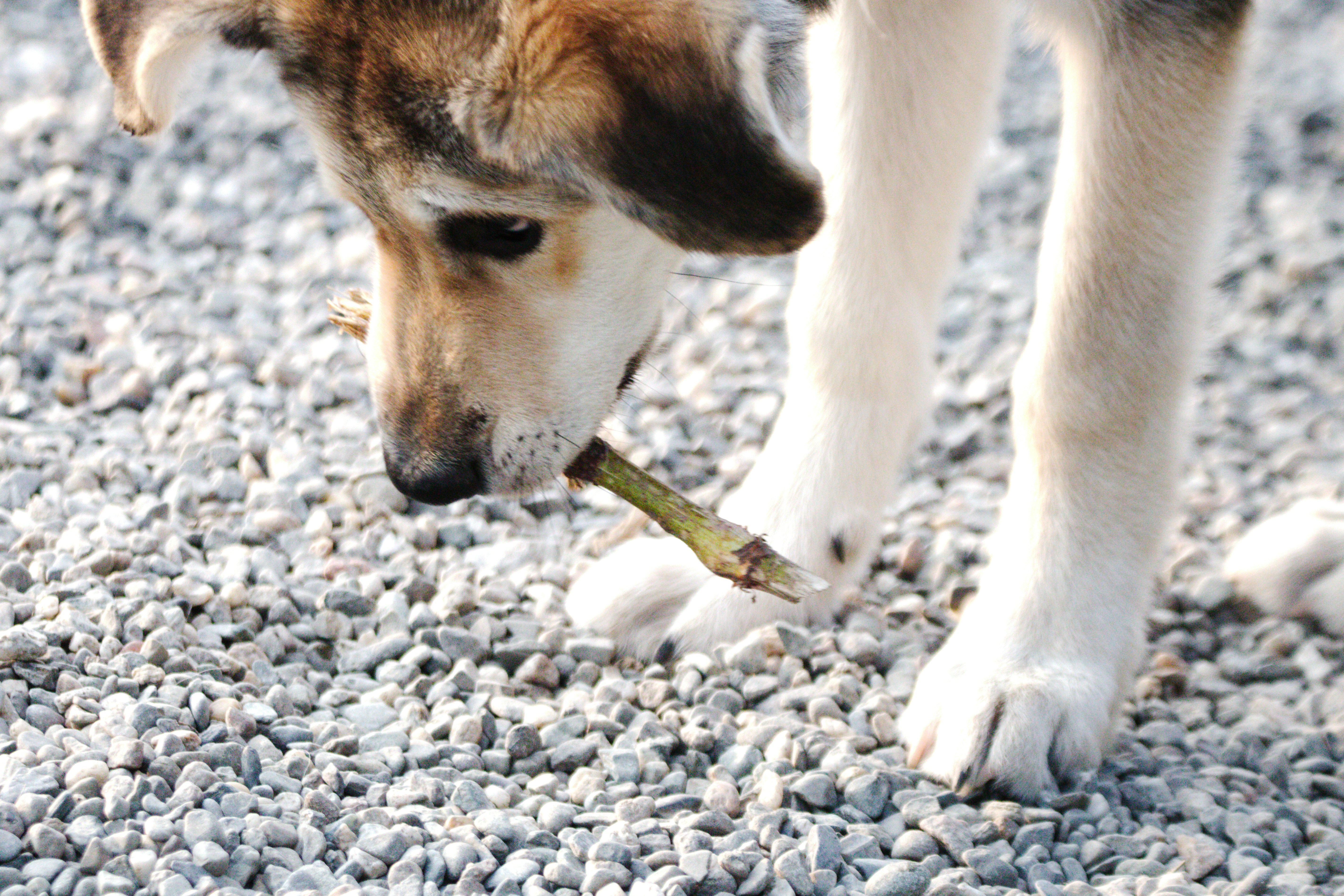 Un jeune chien qui ramasse un bâton pour jourer.
