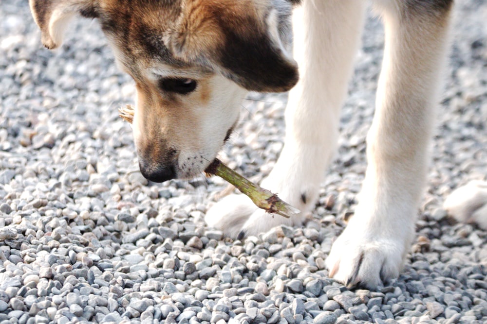 a brown and white dog holding a stick in it's mouth