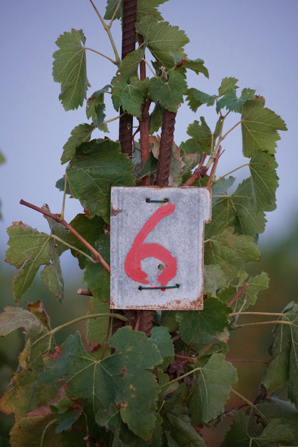 a close up of a sign on a tree