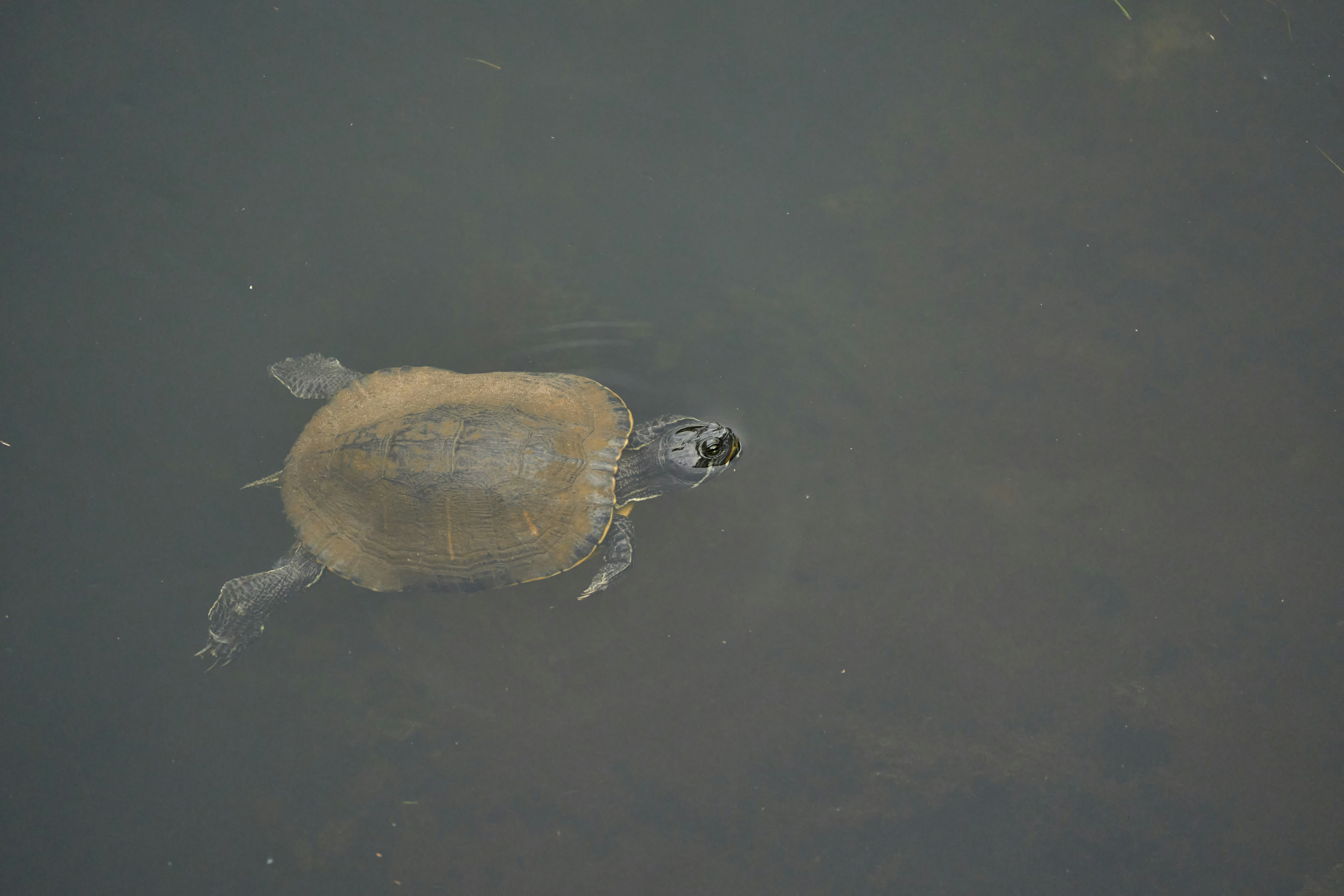 Photo by wolfgang_hasselmann