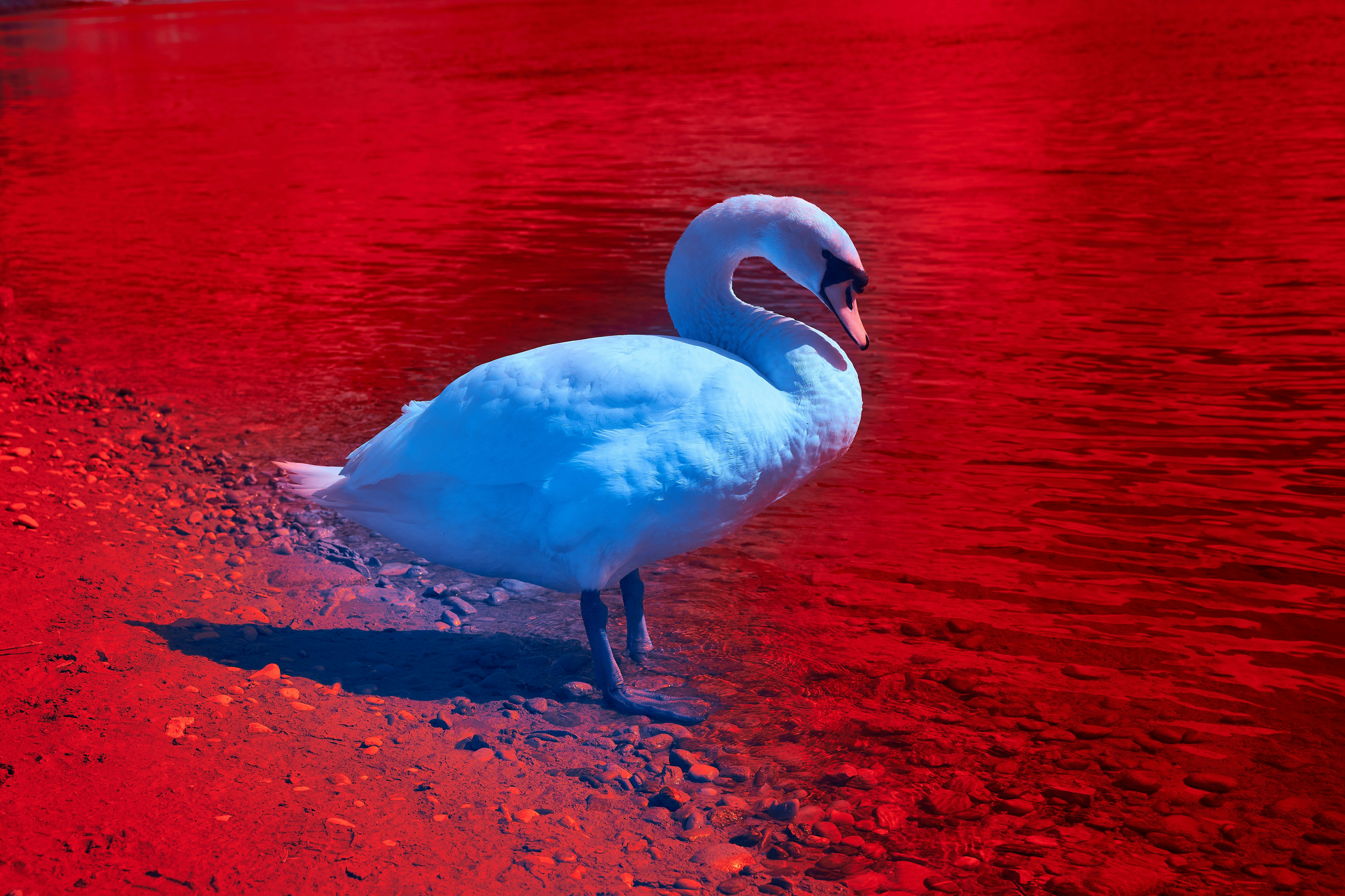 Photo by wolfgang_hasselmann