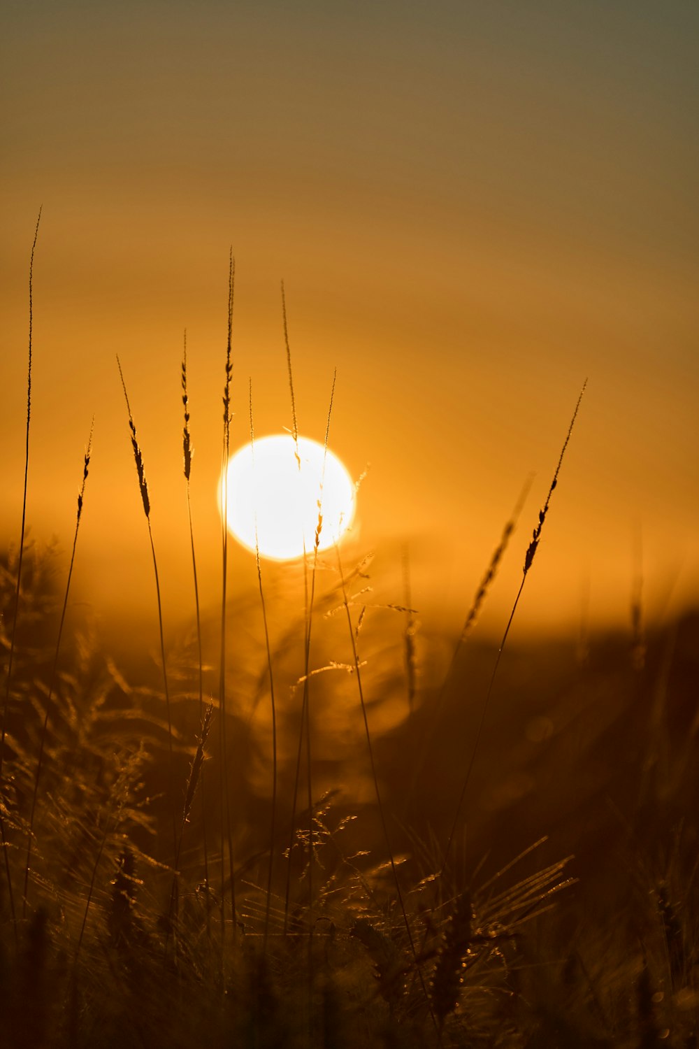 the sun is setting over a field of tall grass