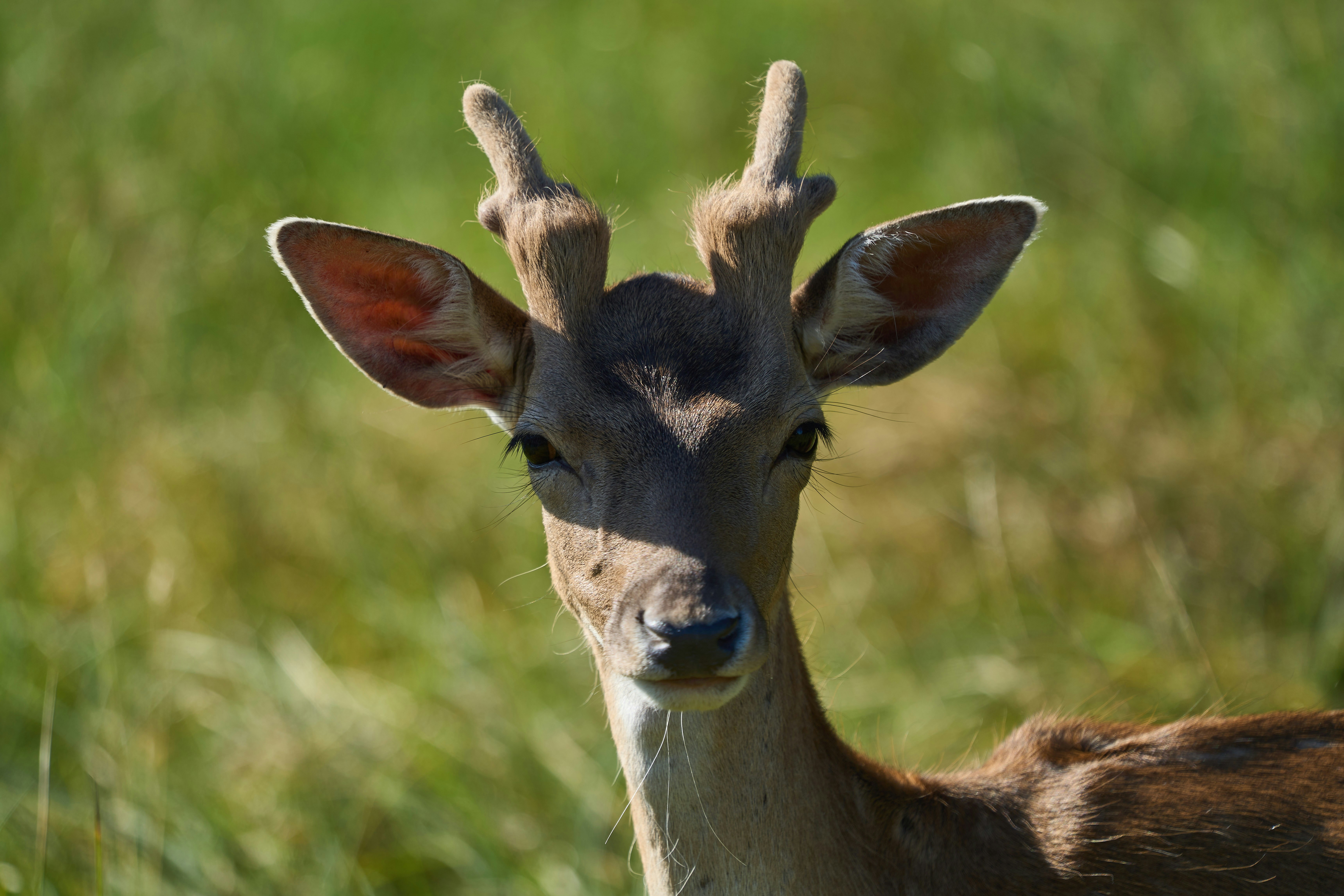 Photo by wolfgang_hasselmann