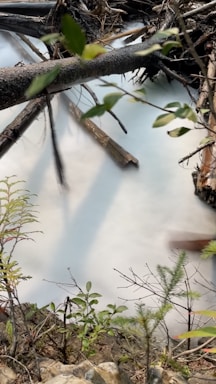 A serene water scene symbolizing growth and movement.