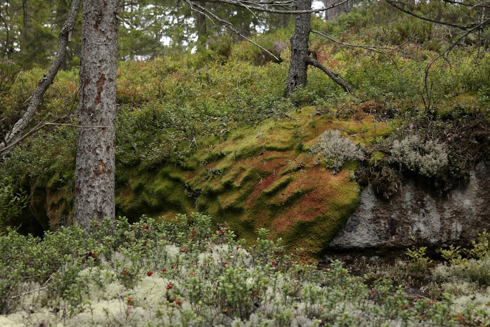 a moss covered rock surrounded by trees in a forest
