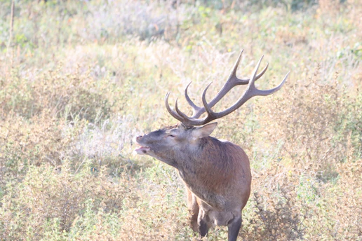 a deer with large antlers standing in a field