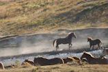 A serene moment of wild horses galloping freely across a lush green landscape at dawn.