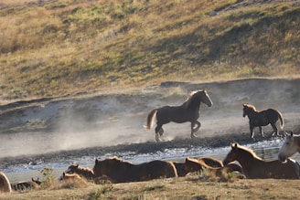 In a serene wilderness setting, several horses roam freely near a flowing stream, with one horse prominently trotting through the shallow water. The sun casts a warm glow over the scene, highlighting the mist and dust swirling gently in the air. The background features a grassy hill bathed in golden sunlight, adding to the tranquil atmosphere.