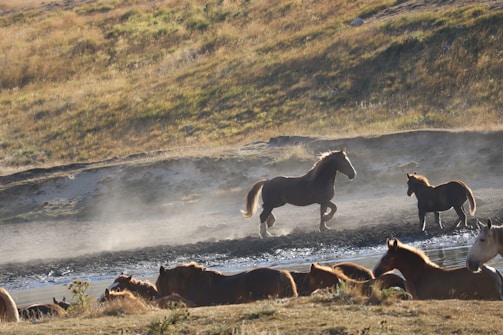 In a serene wilderness setting, several horses roam freely near a flowing stream, with one horse prominently trotting through the shallow water. The sun casts a warm glow over the scene, highlighting the mist and dust swirling gently in the air. The background features a grassy hill bathed in golden sunlight, adding to the tranquil atmosphere.